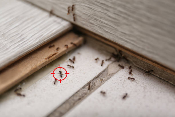 Best Flea Control Services  in Montevlo, AL