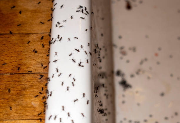 Best Exterminator Services  in Montevlo, AL