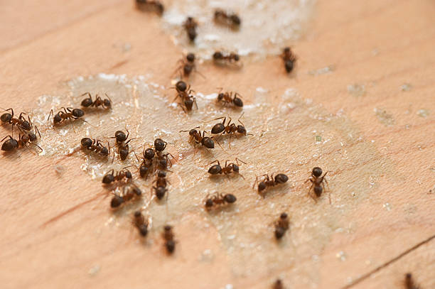 Best Pest Control Near Me  in Montevlo, AL